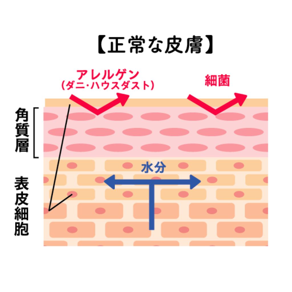 使用後の肌